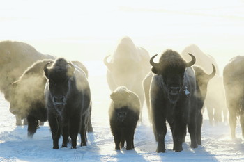 Pashkevich68 / Pashkevich68