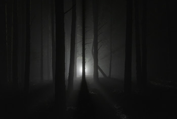&nbsp; / Dark forest