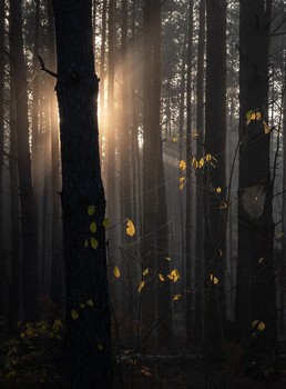 in the autumn forest / ***