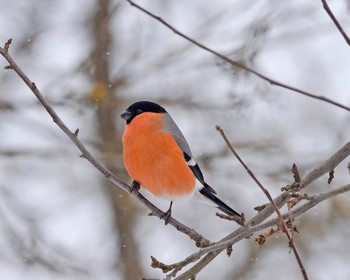 Bullfinch / ***