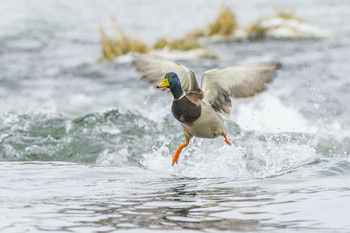 Flying gait / ***