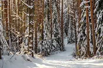 in the winter forest / ***