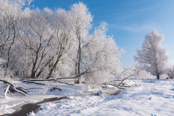 Frosty morning / ***