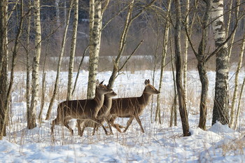 Pashkevich68 / Pashkevich68