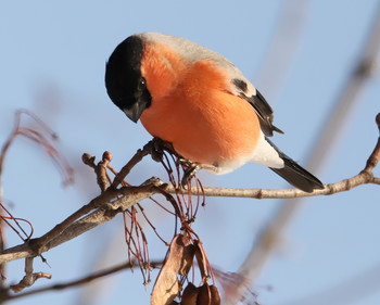 Bullfinch / ***