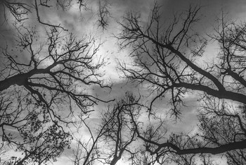 &nbsp; / FOMAPAN_400_135