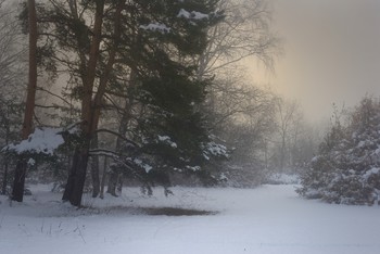 Foggy morning / ***