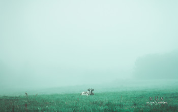 Fog dissipates / https://vk.com/e.vaguro

https://www.instagram.com/vaguro_v_u_v/

https://web.facebook.com/evgeniy.vagouro

https://www.pexels.com/ru-ru/@10472344