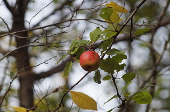apple / ***