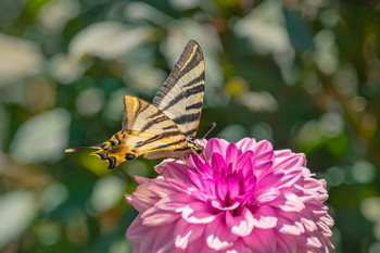 Mariposa posada en la flor. / Mariposa habitual de parques y jardines.