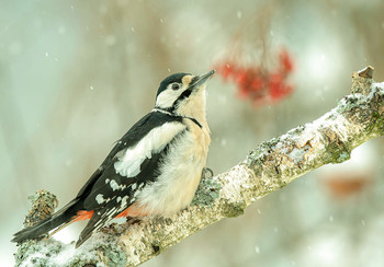 Great Spotted Woodpecker / .....