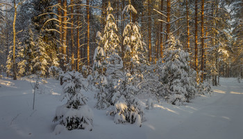 Evening light / ***