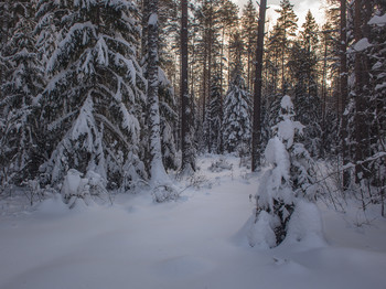 Winter evening in the forest / ***