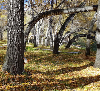 There, on unknown paths ... / ***