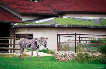 Zebra / ***