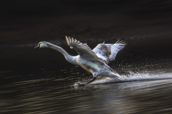 Speed / ***