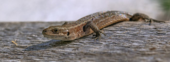 Lizard / ***
