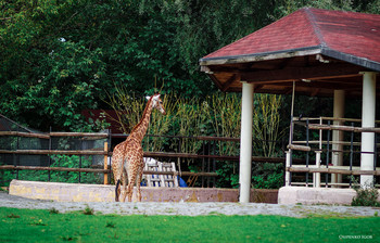 giraffe / ***