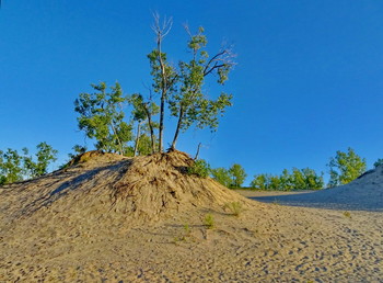Poplar / Sandbanks Provincial Park, Ontario, Canada