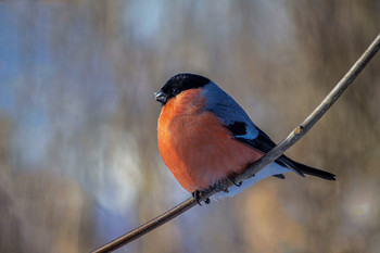 Bullfinch / ***
