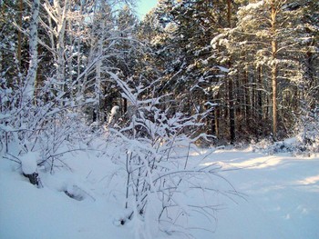 Winter road / ***