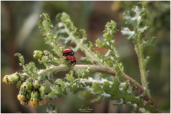 Ladybugs love / Ladybugs caught in action with Nikon D5600 and Carl Zeiss Sonnar 135mm.