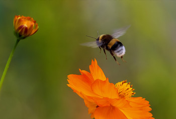 Flight of the Bumblebee / ***