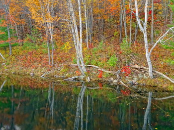 Birches / Bon Echo Provincial Park, Ontario, Canada