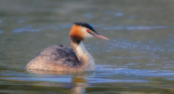Great Crested Grebe / ***