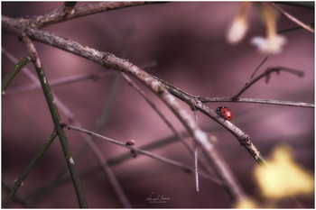 Lonely ladybug / Ladybug shot with Nikon D5600 and Carl Zeiss 135mm f3.5 lens.