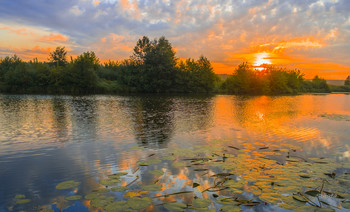 Summer morning. / ***