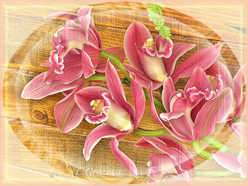 Orchids / ***
