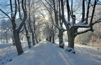 in the park / ***