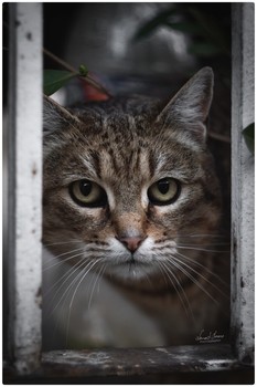 Street cat / Street cat captured with Nikon D5600 and Carl Zeiss Sonnar 135mm 3.5 (zebra).
