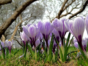 Spring / ***