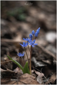 Scilla bifolia / Scilla bifolia (alpine squill or two-leaf squill) captured with Nikon D5600 and Carl Zeiss Sonnar 135mm f3.5 (Zebra) lens