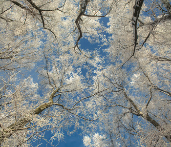 Frost / ***