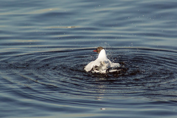 Seagull on the water / ***