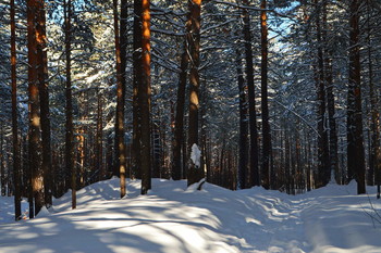 Blue Forest / ***