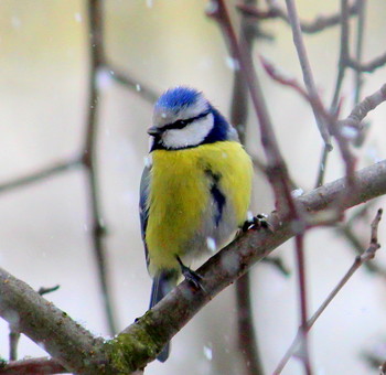 Blue tit / ***