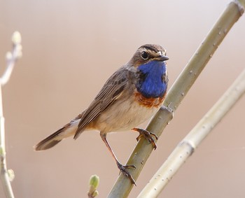 Bluethroat / ***