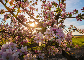 Apple tree in bloom / ***