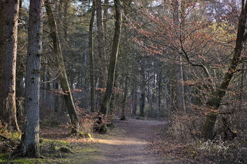 &nbsp; / Eine Waldszeneb im Winter