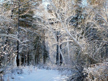 Winter road / ***