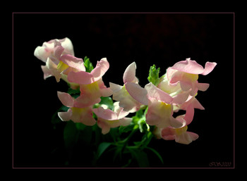 Flower mood / [img]https://i.imgur.com/l76yNah.jpg[/img]