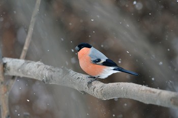 Bullfinch / ***