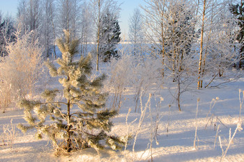 Frost / ***