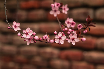 Flor de ciruelo japonés. / Foto con fondo de ladrillos antiguos.