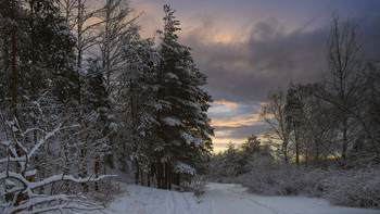 Evening forest / ***