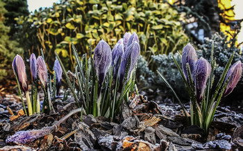 Crocuses / ***